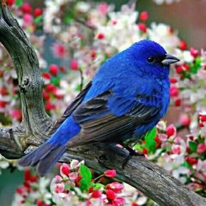 Meet your Posher, Isaak anna